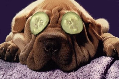 Dog with cucumber slices on eyes